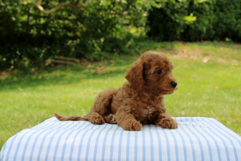 puppy, for, sale, Mini Goldendoodle F1B, Matthew B. Stoltzfus, dog, breeder, Gap, PA, dog-breeder, puppy-for-sale, forsale, nearby, find, puppyfind, locator, puppylocator, aca